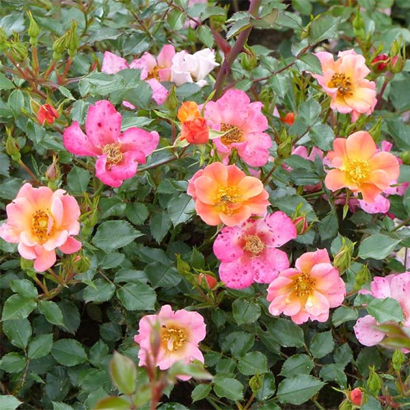 Rosier couvre-sol Happy Chappy  (Flowering)