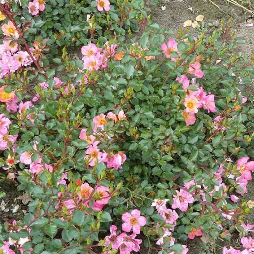 Rosier couvre-sol Happy Chappy  (Plant habit)