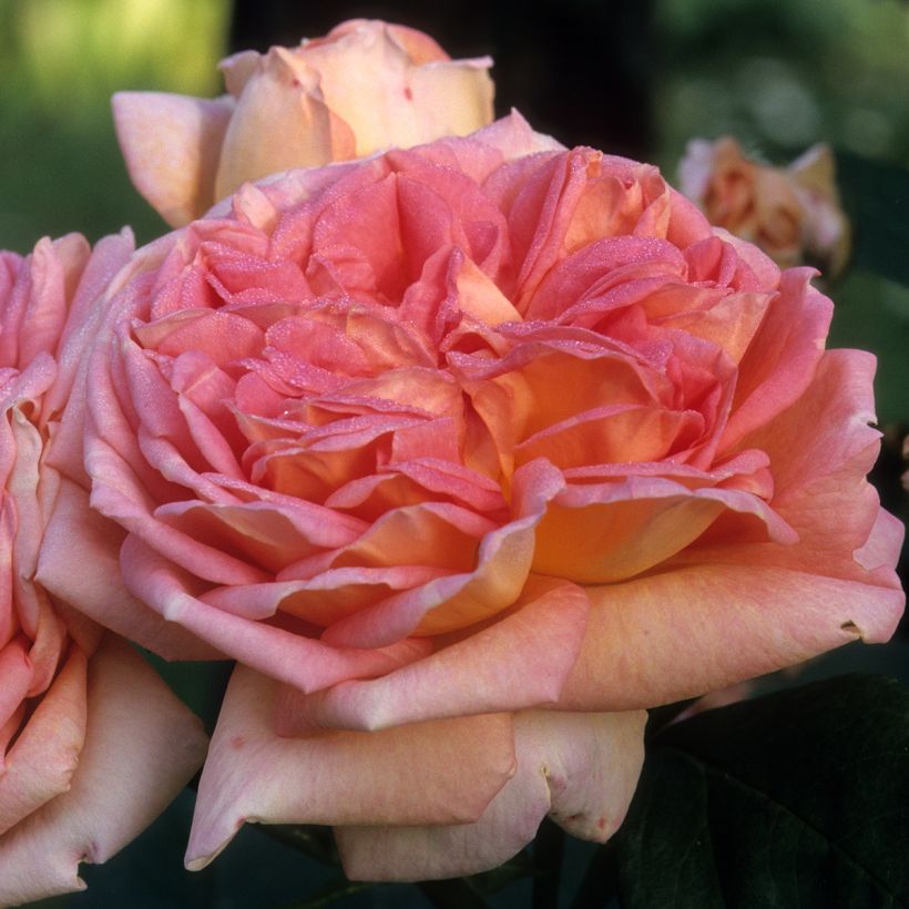 Rosier grimpant Alchymist (Flowering)