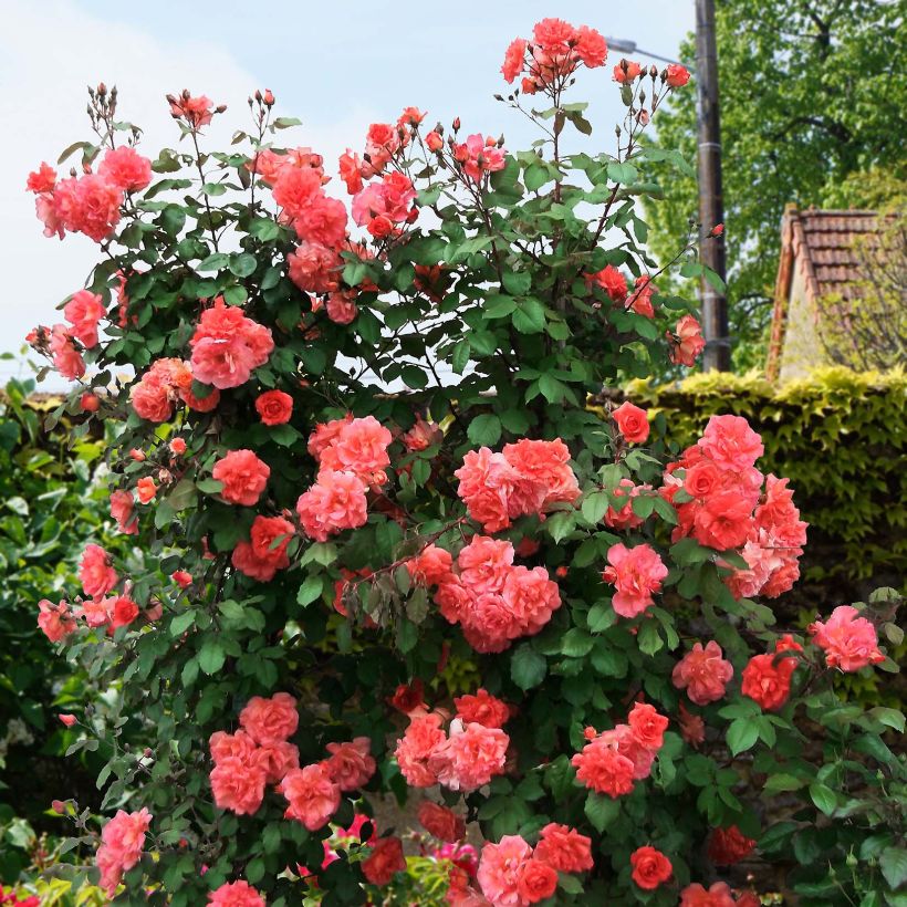 Rosier grimpant Alibaba (Plant habit)
