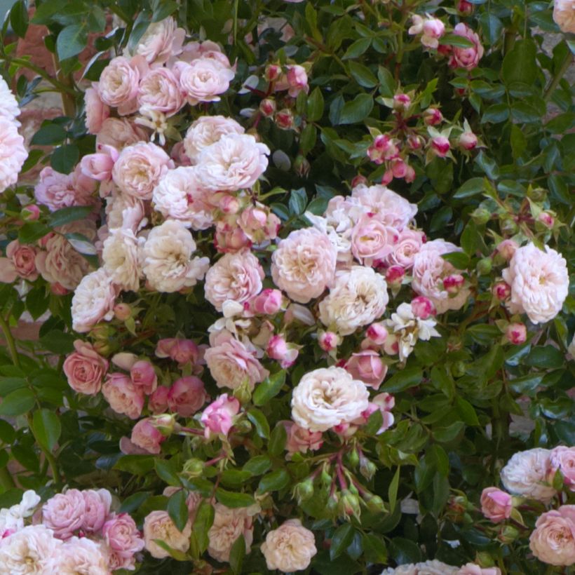 Rosier grimpant Starlet Rose Alina (Flowering)