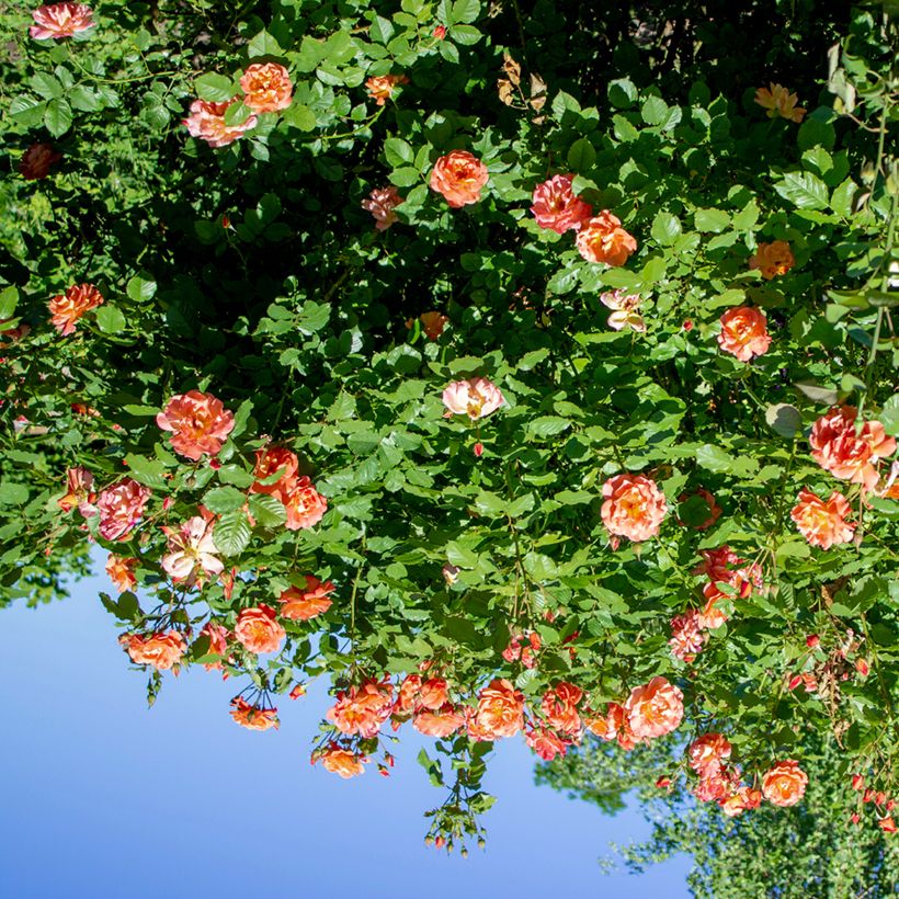 Rosier grimpant Aloha de Kordes KORwesrug (Plant habit)