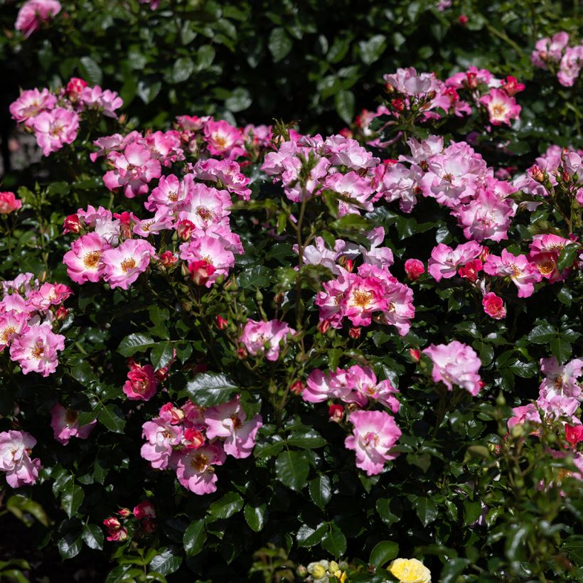 Rosier grimpant American Pillar (Flowering)