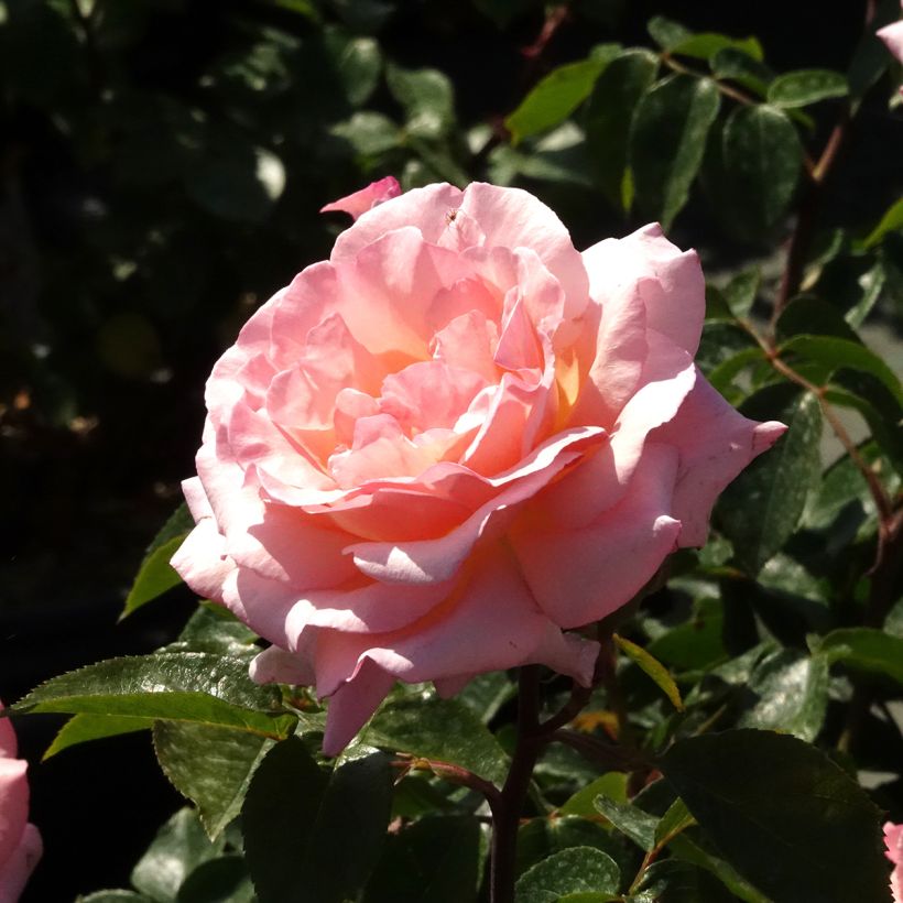 Rosier grimpant Belle de Londres (Compassion) (Flowering)