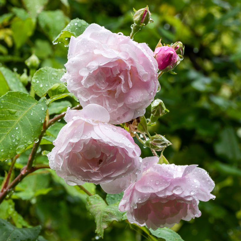Rosier grimpant Blush Noisette (Flowering)