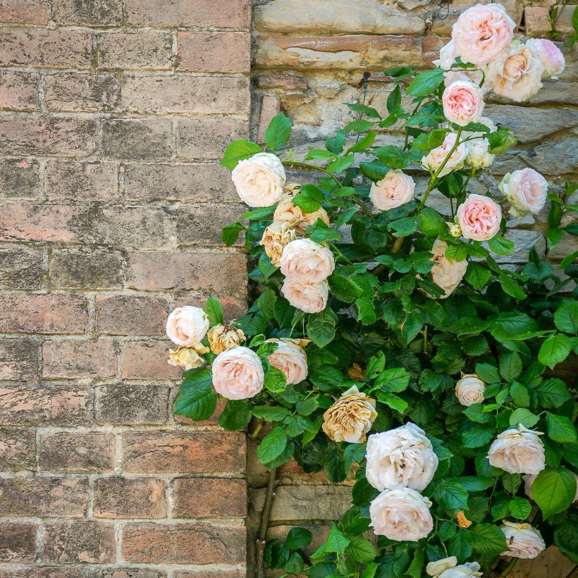 Rosier grimpant Blush Noisette (Plant habit)