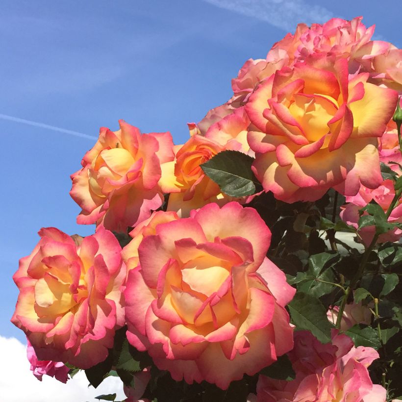 Rosier grimpant Bohème (Flowering)