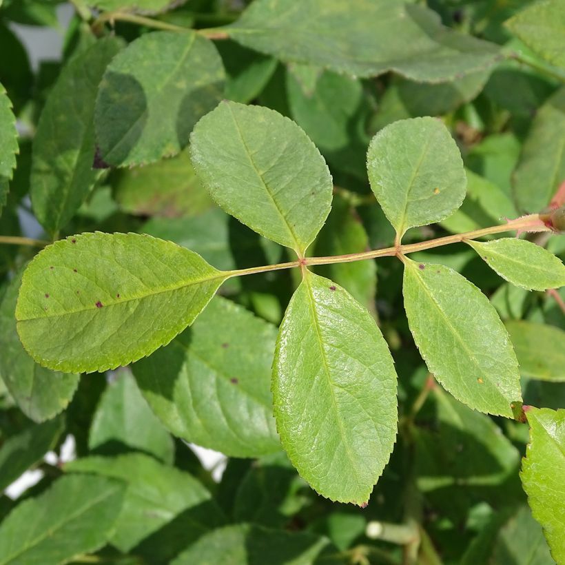 Rosier grimpant Cécile Brunner (Foliage)