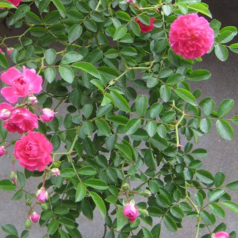 Rosier grimpant Excelsa (Foliage)