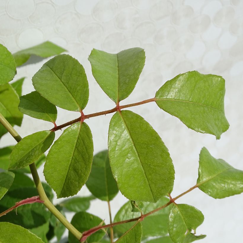 Rosier grimpant Fée des neiges (Climbing Iceberg) (Foliage)
