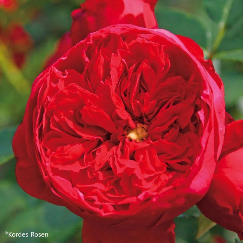 Rosier grimpant Florentina (Flowering)