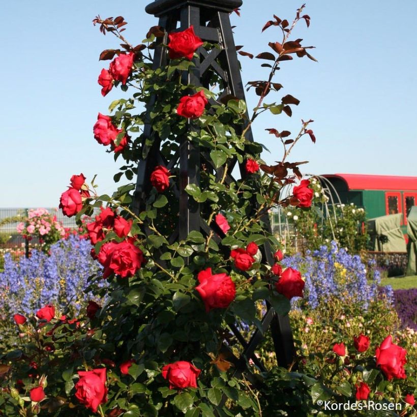 Rosier grimpant Florentina (Plant habit)