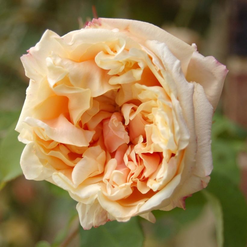 Rosier grimpant Gloire de Dijon (Flowering)
