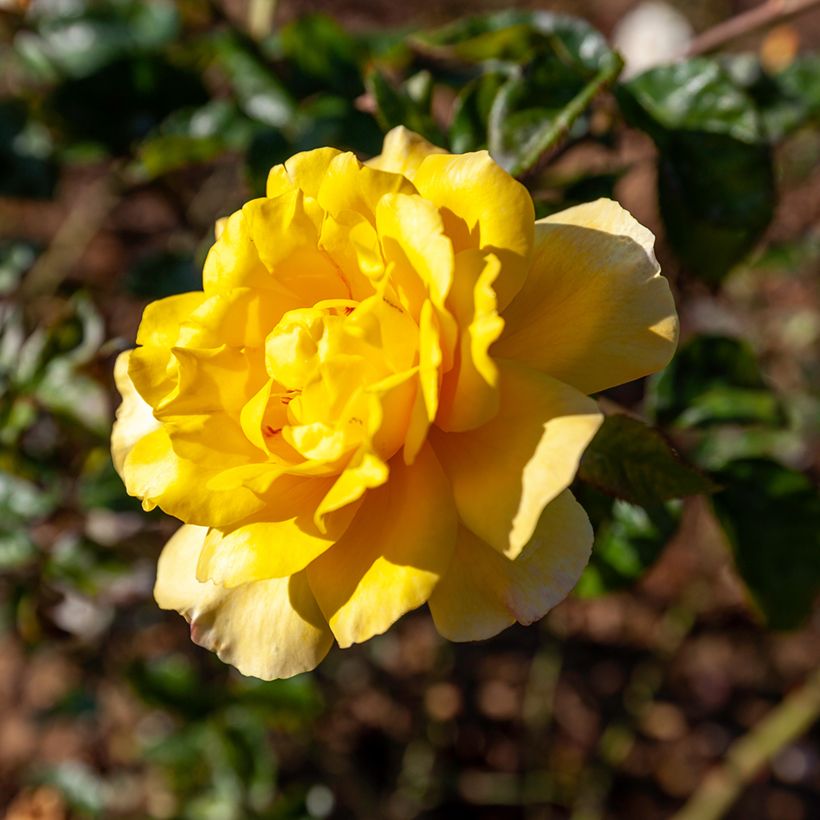 Rosier grimpant Golden Showers (Foliage)