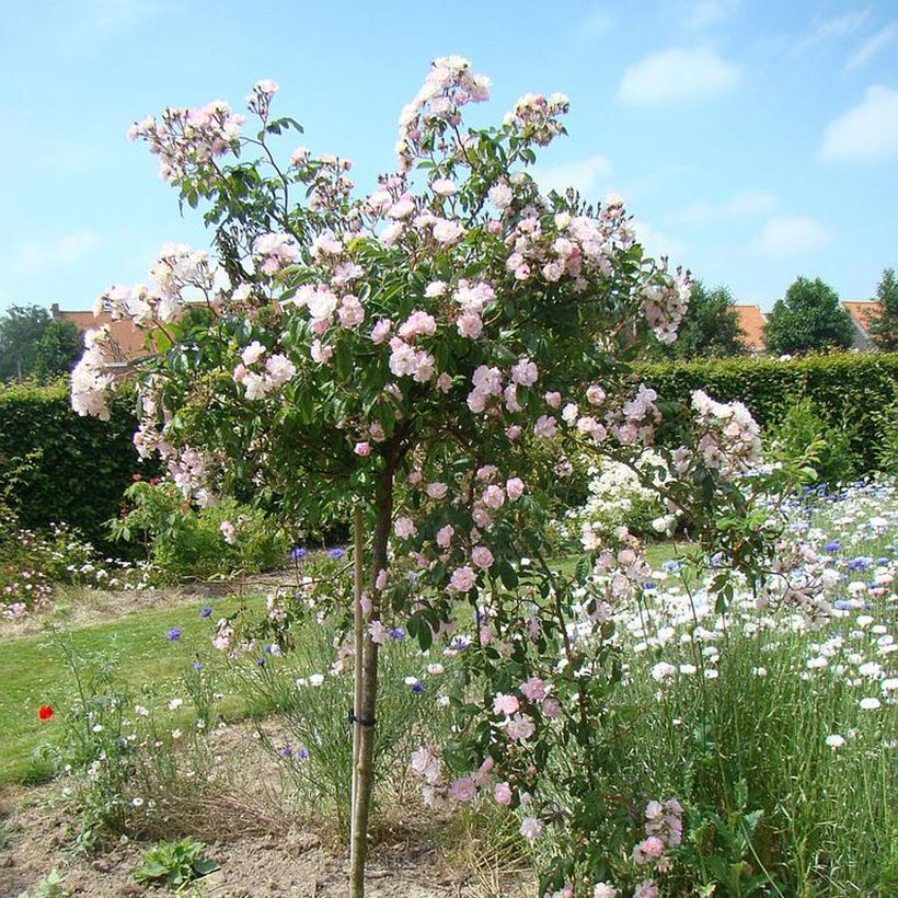 Rosier grimpant Guirlande Rose (Plant habit)