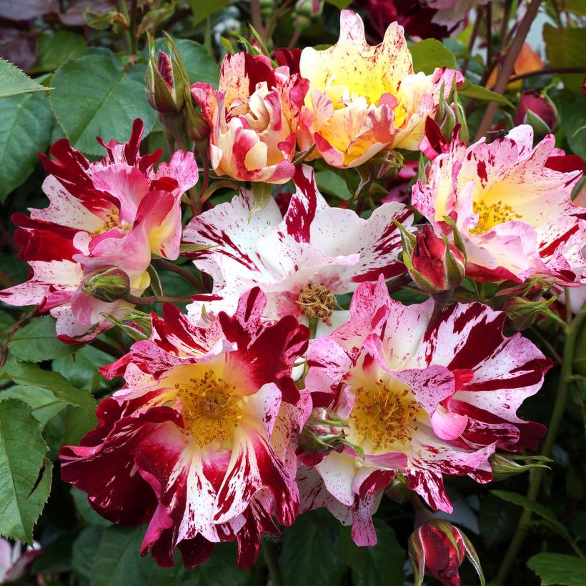 Rosier grimpant Hanabi (Flowering)