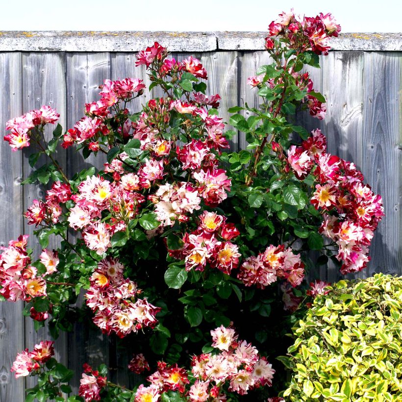 Rosier grimpant Hanabi (Plant habit)