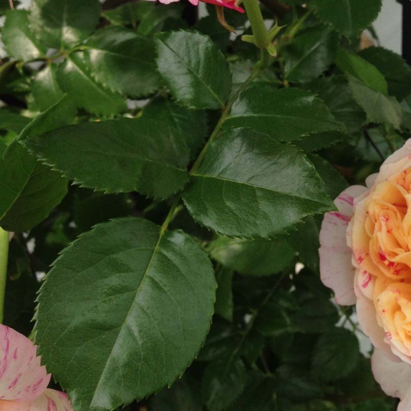 Rosier grimpant Julie Andrieu (Foliage)