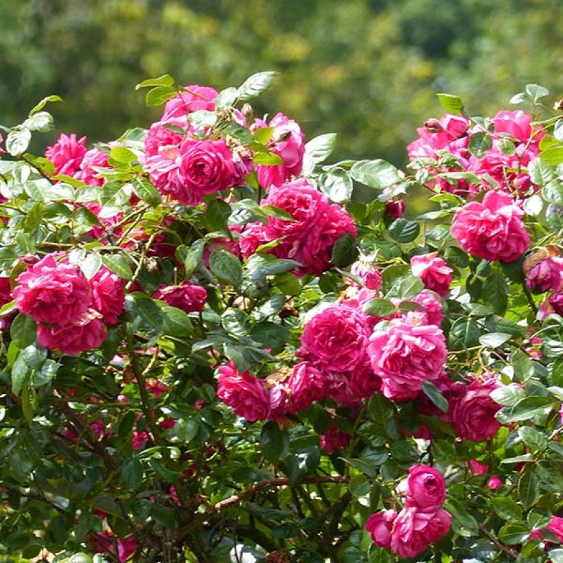Rosier grimpant Laguna (Flowering)
