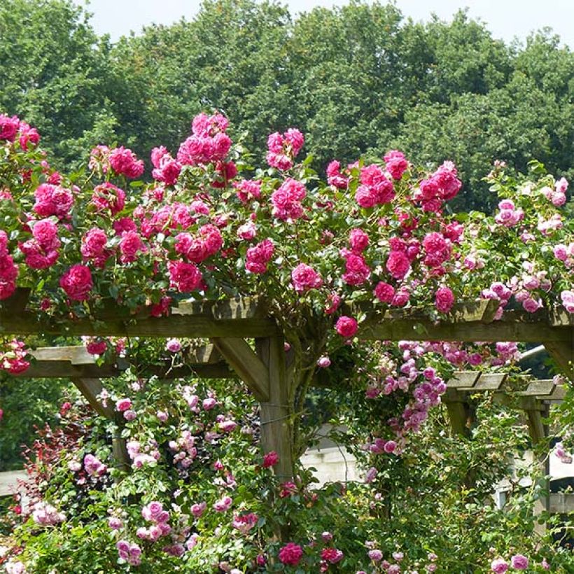 Rosier grimpant Laguna (Plant habit)