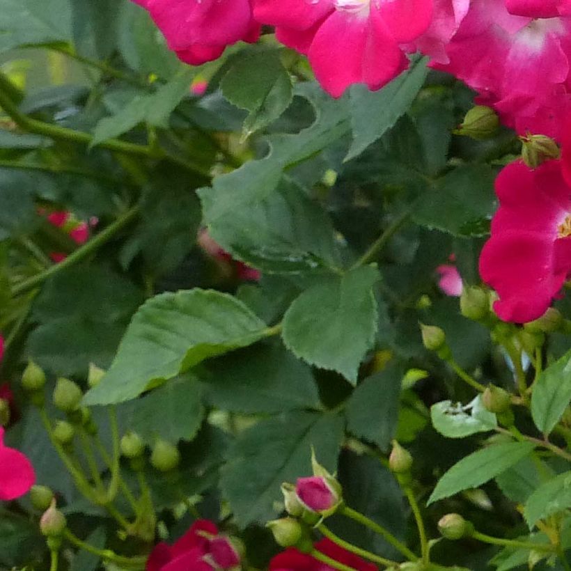Rosier grimpant Libertas (Foliage)