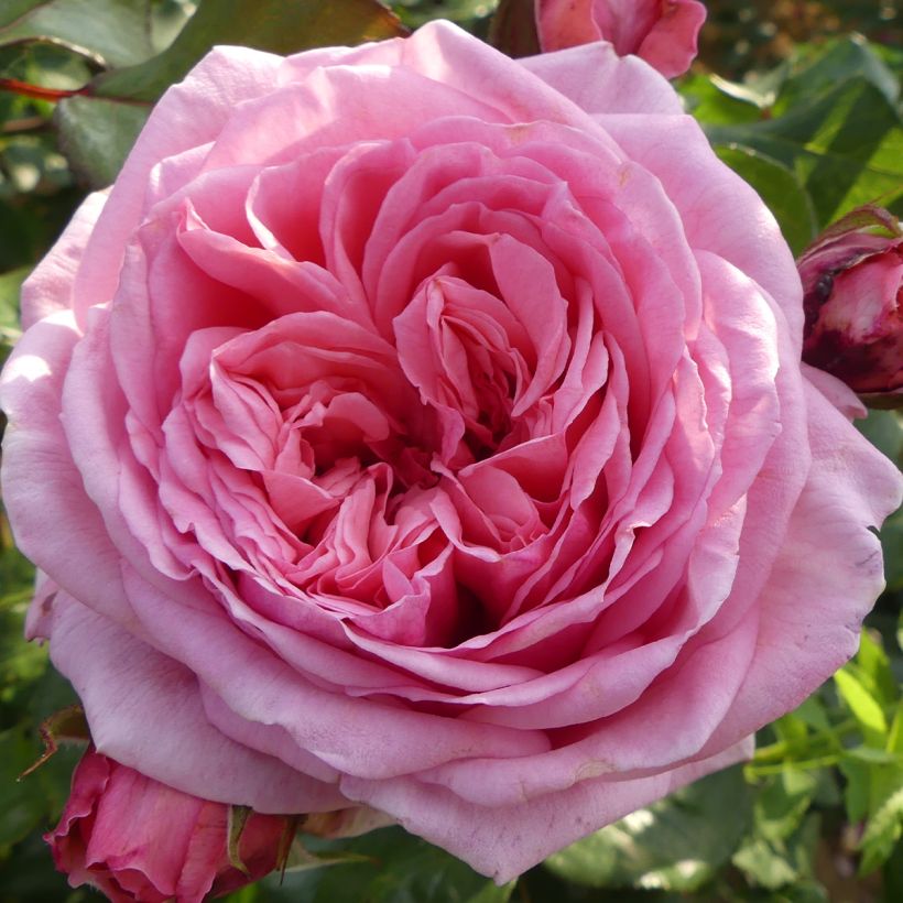 Rosier grimpant Long Island  (Flowering)