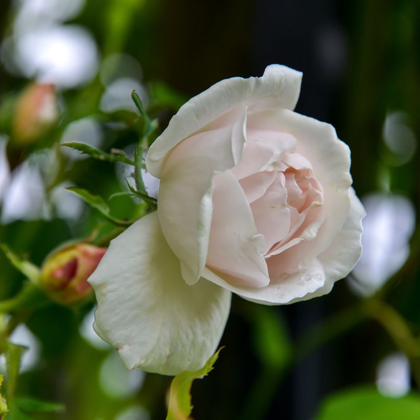 Rosier grimpant Madame Alfred Carrière (Flowering)