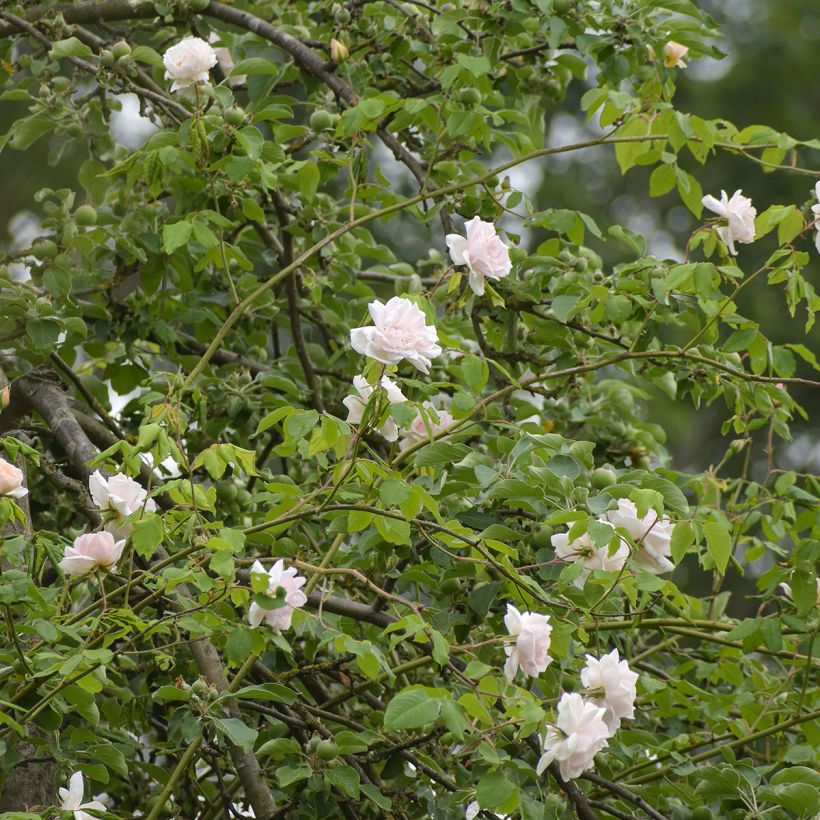 Rosier grimpant Madame Alfred Carrière (Plant habit)