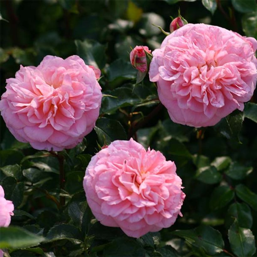 Rosier grimpant May Queen (Flowering)