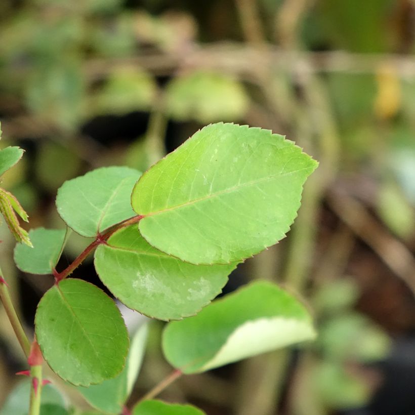 Rosier grimpant May Queen (Foliage)
