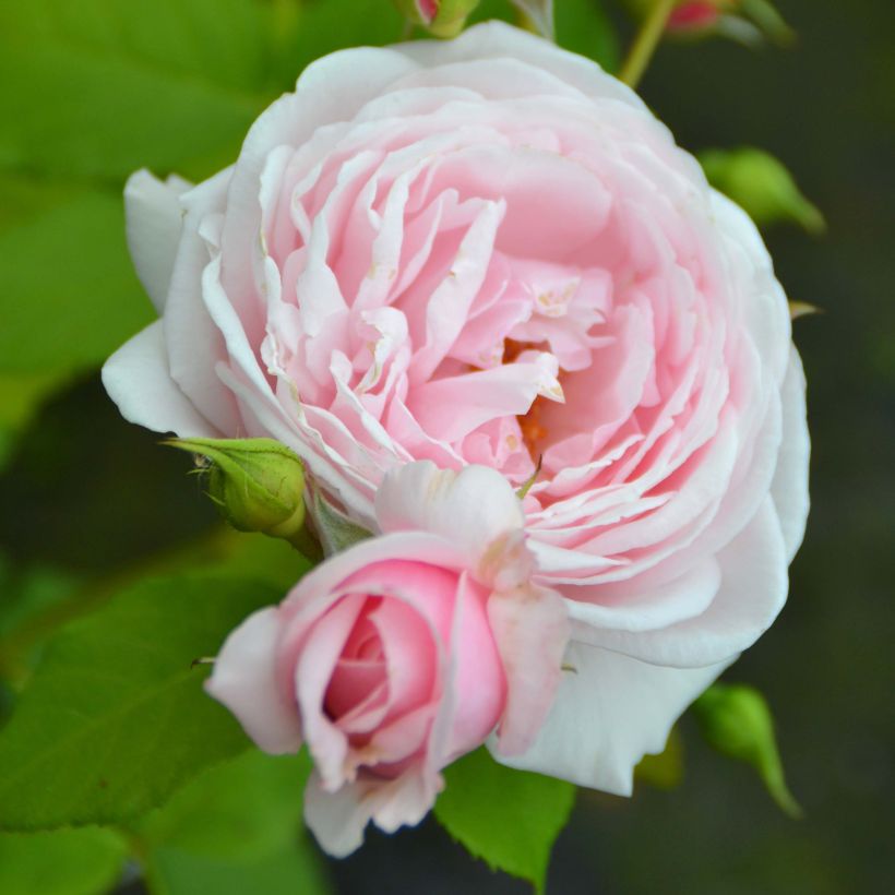 Rosier grimpant Nahéma (Flowering)