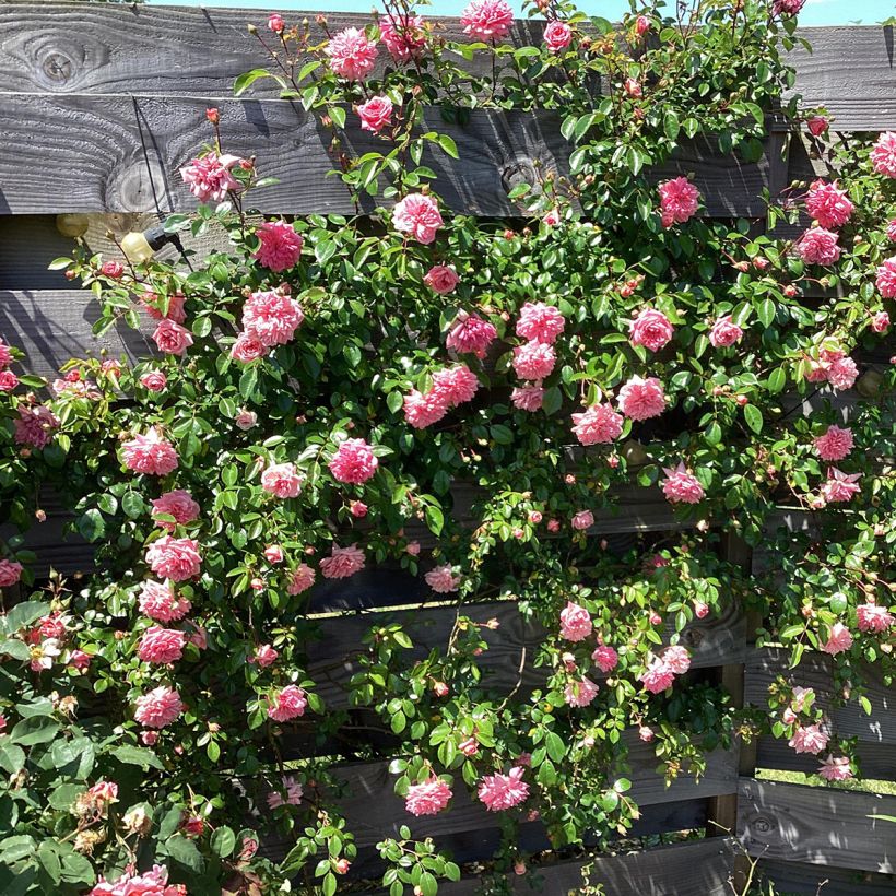 Rosier grimpant Paul Transon (Plant habit)