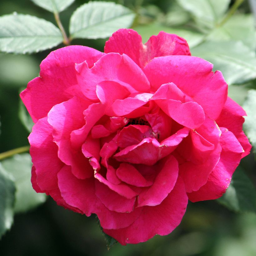 Rosier grimpant Paul's Scarlet Climber (Flowering)