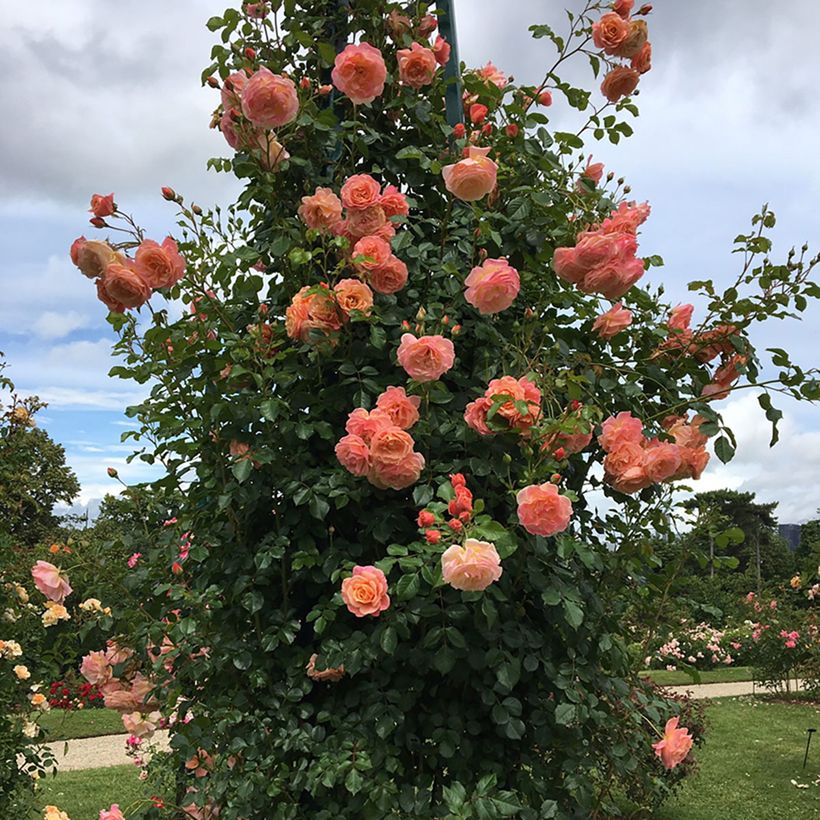Rosier grimpant Peach Melba (Plant habit)
