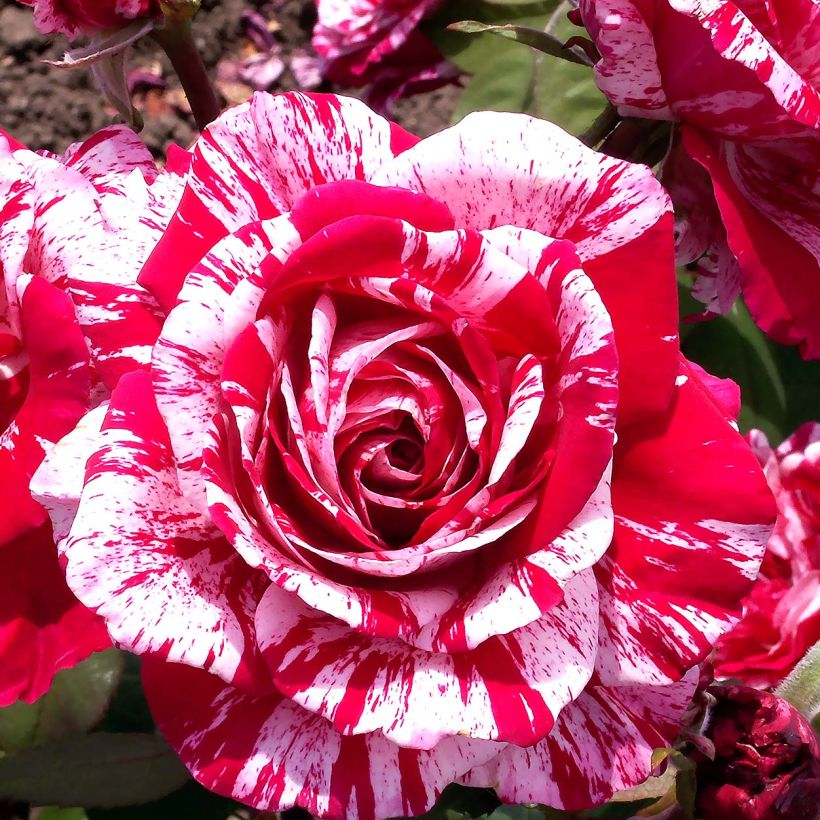 Rosier grimpant Pirate (Flowering)