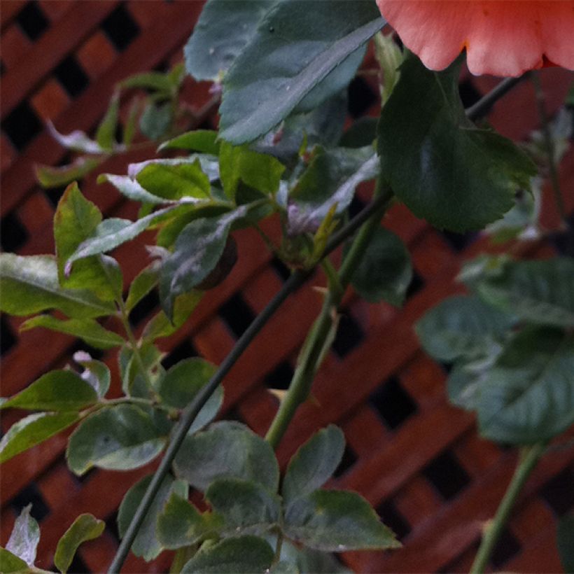 Rosier grimpant Polka (Foliage)