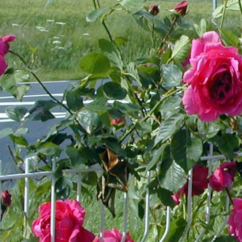 Rosier grimpant Roi de Siam (Foliage)