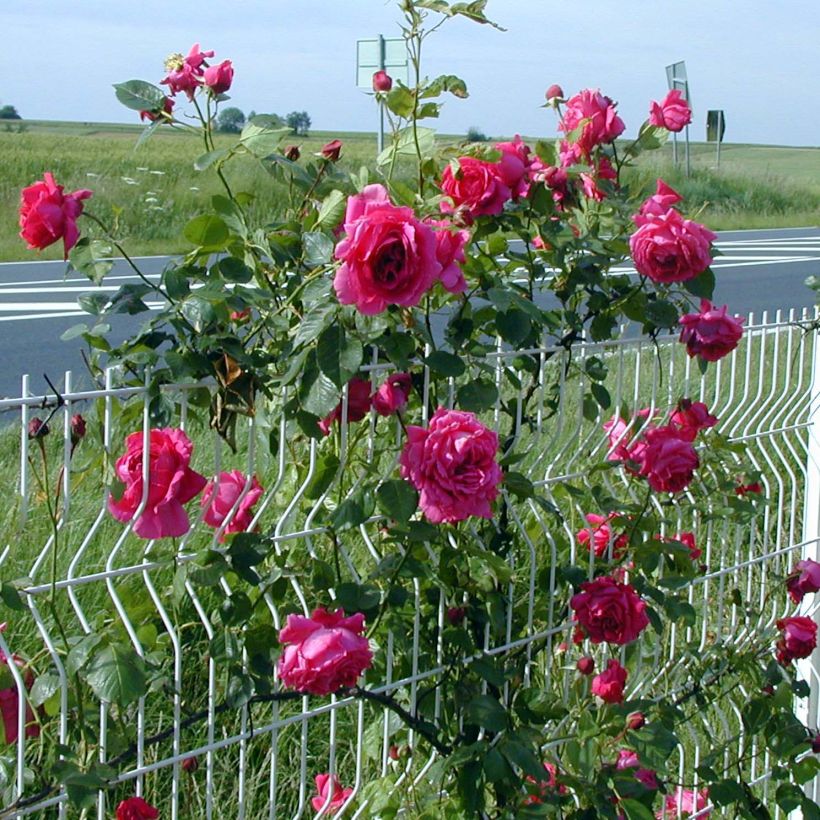 Rosier grimpant Roi de Siam (Plant habit)