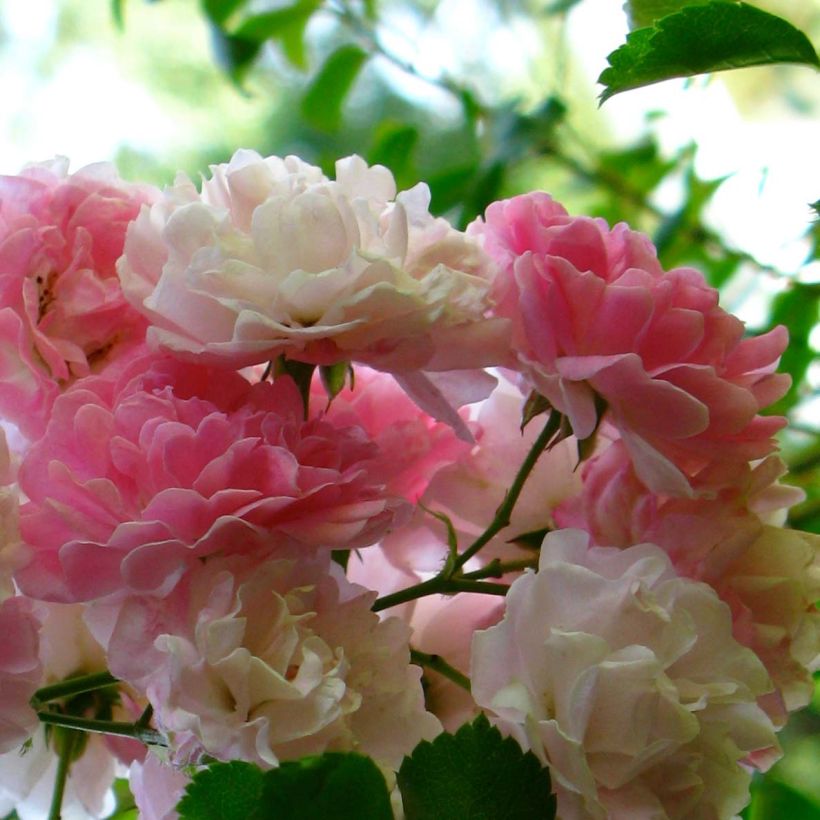 Rosier grimpant Seven Sisters Rose (Flowering)