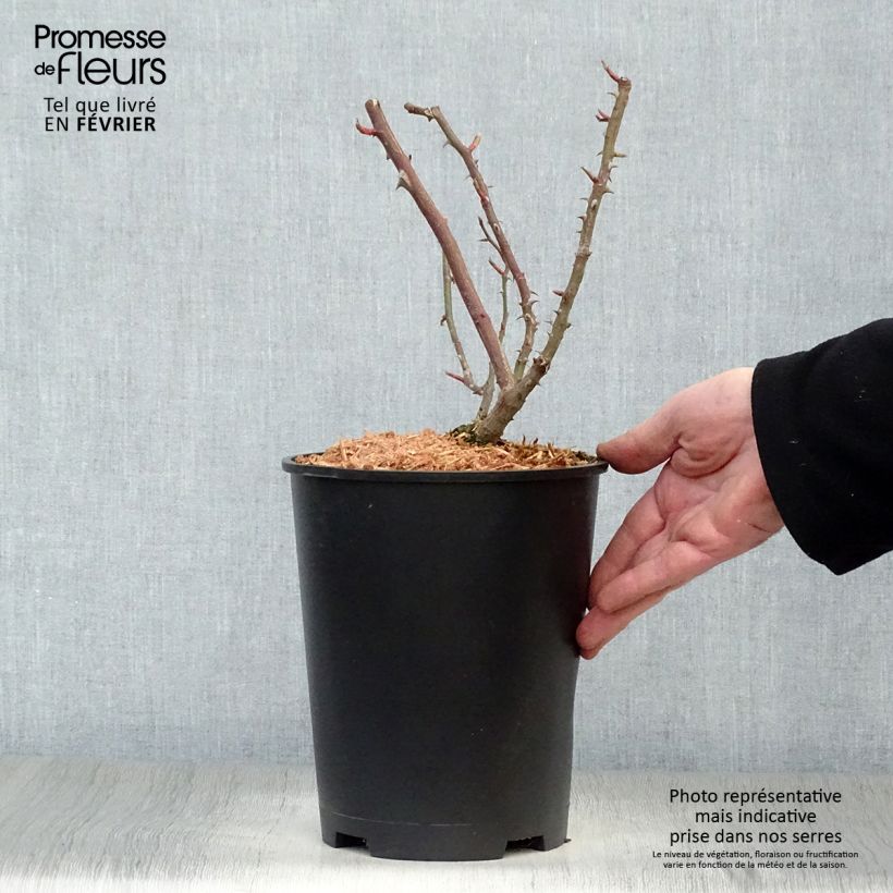 Example of Rosier grimpant Shining Beauty Pot de 4L/5L as you get in hiver