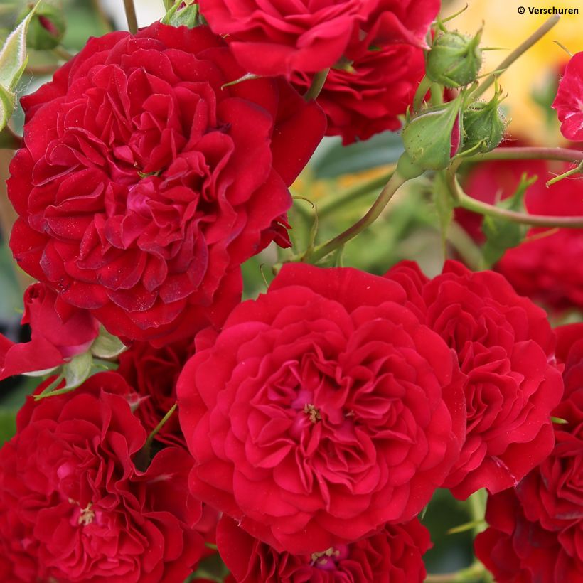 Rosier grimpant Siluetta Crimson (Flowering)