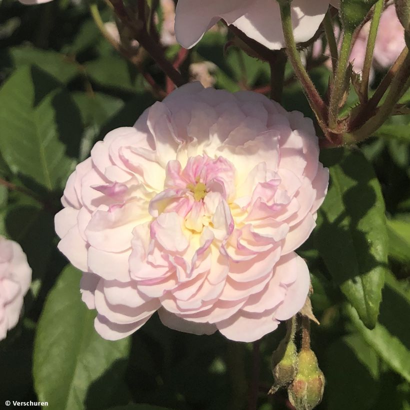Rosier grimpant Siluetta Romantic (Flowering)