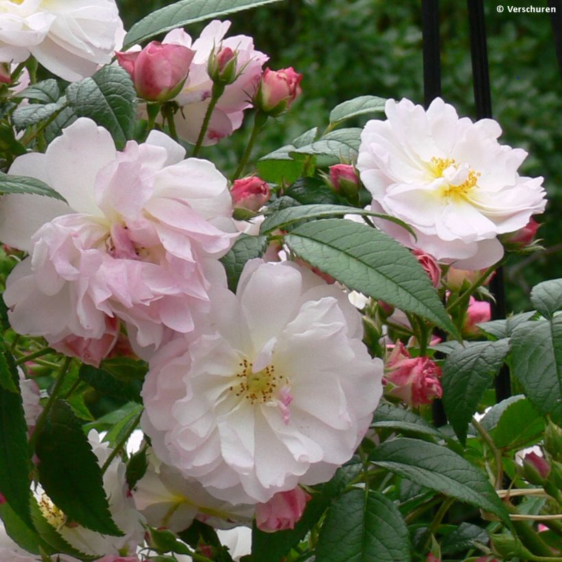 Rosier grimpant Siluetta Sweet (Flowering)