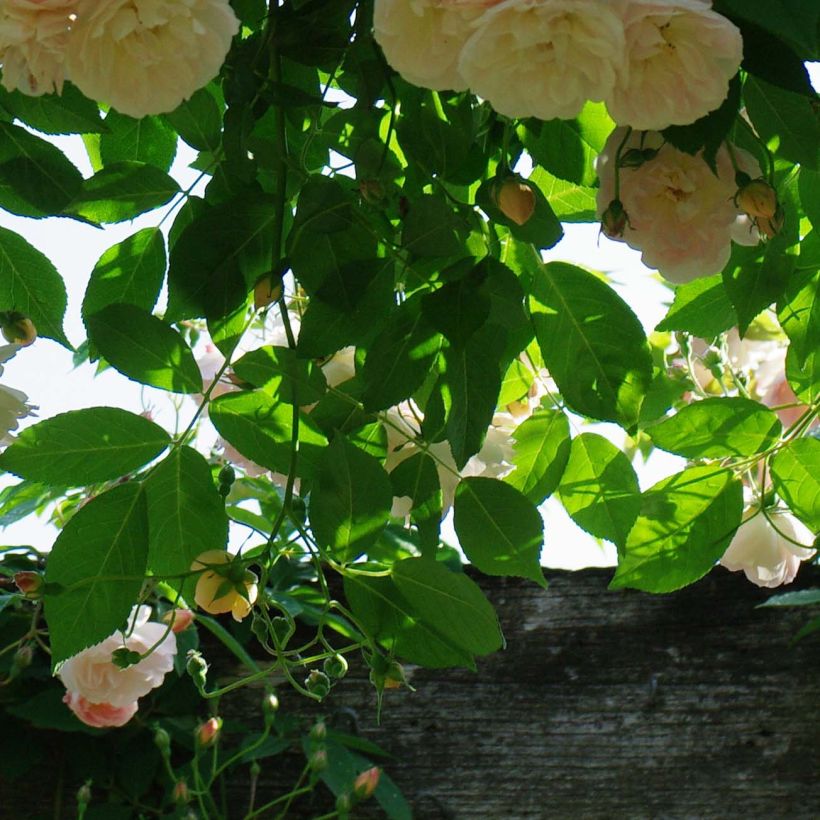 Rosier grimpant Treasure Trove (Foliage)