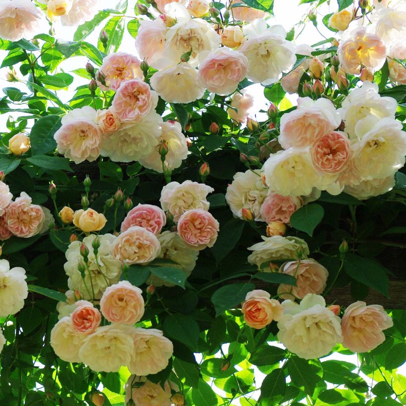 Rosier grimpant Treasure Trove (Flowering)
