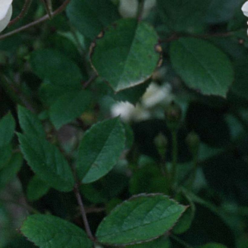 Rosier grimpant Trier (Foliage)