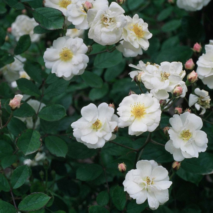 Rosier grimpant Trier (Flowering)