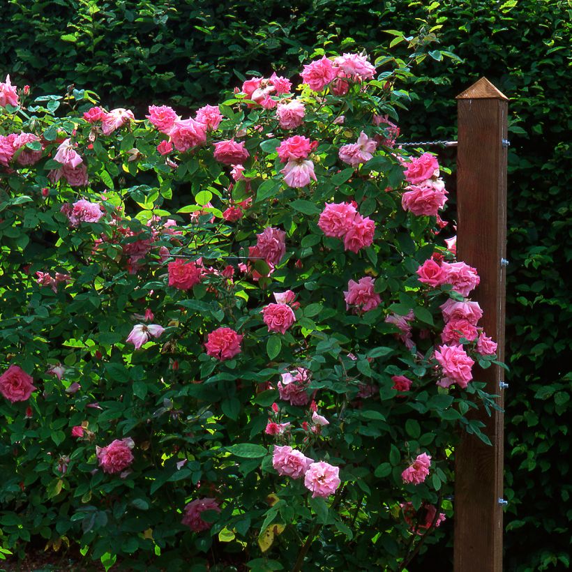 Rosier grimpant Zephirine Drouhin (Plant habit)