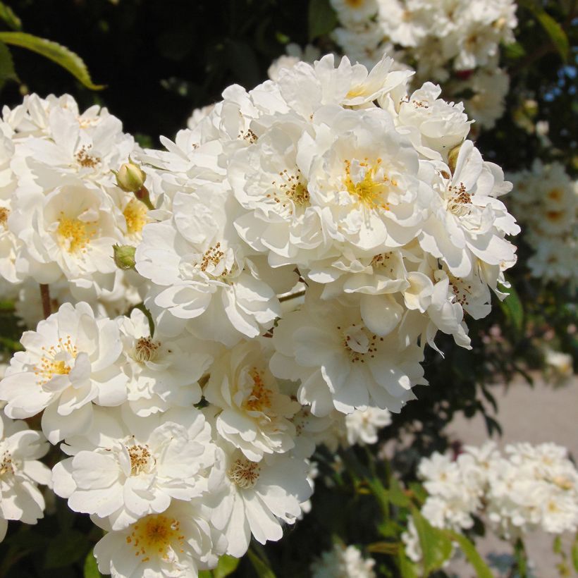 Rosier liane Bobbie James (Flowering)