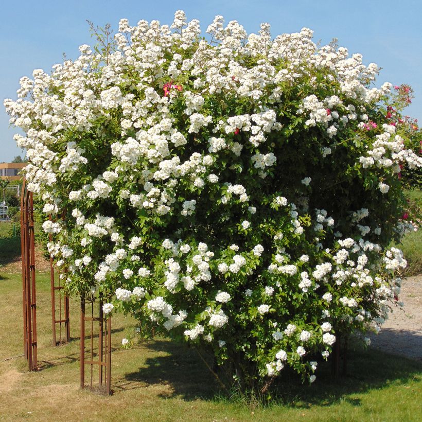 Rosier liane Bobbie James (Plant habit)